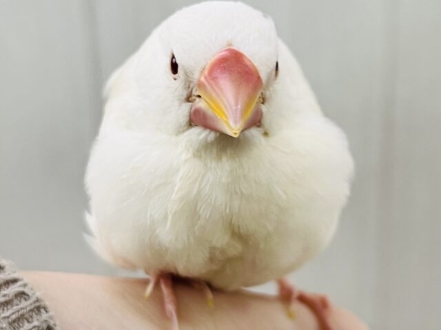 画像更新☆フワッとカフェモカ☕️透き通った瞳がｷﾗﾘﾝ✨アルビノ文鳥！！
