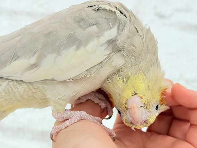 【動画更新🪄】甘々🐣💖癒し系シナモンちゃん🫧オカメインコ(シナモン)