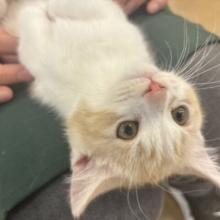 小粒な瞳に魅了されます♥マンチカンくん！