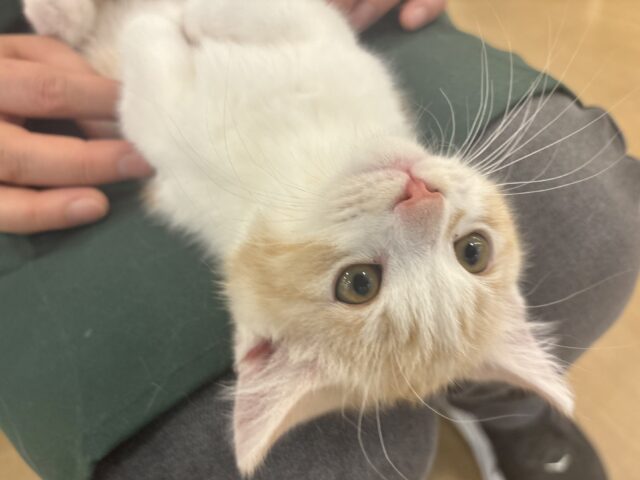 小粒な瞳に魅了されます♥マンチカンくん！