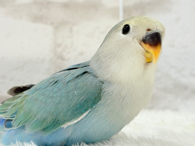 【最新画像更新🪄】チャームポイントはキュルキュルおめめ🐣🫧コザクラインコ(ブルーチェリーパイド) ヒナ