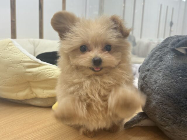 クマしゃんじゃないよ🧸？ポメプーくん！