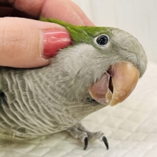 画像更新☆コロンコロン♪オキナインコ（グリーン）