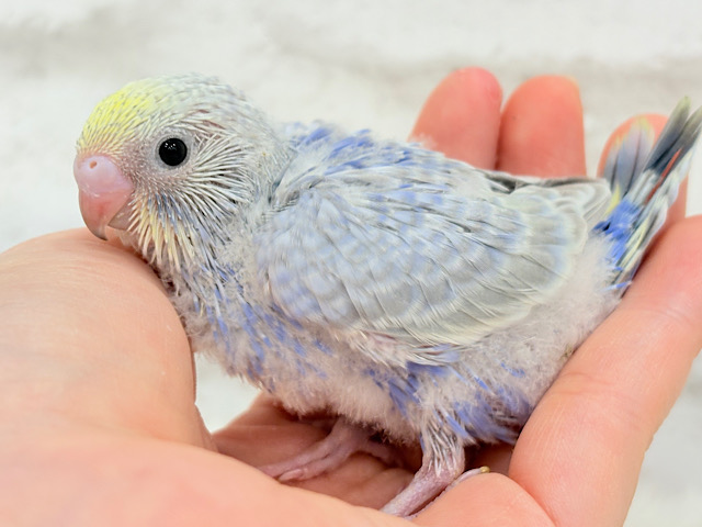 癒し系の優しいお顔♡セキセイインコ(パステルレインボー) ヒナ