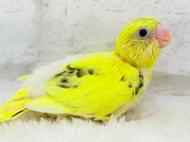 のりたまちゃん🐣💛セキセイインコ(黄色ハルクイン) ヒナ
