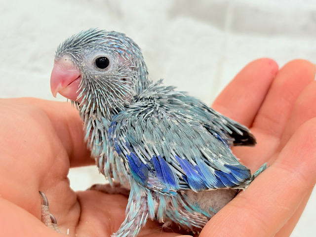 小粒っ子ベイビー🐣💙マメルリハ(ブルー) ヒナ