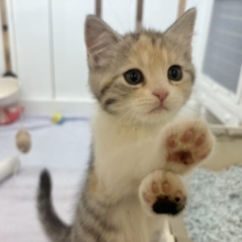 可愛いお顔で迫ってくる♥スコティッシュストレートちゃん！