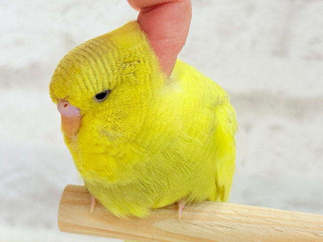 【動画更新🪄ひとり餌になりました‪☆】お花みたいな背中の模様🌼💚ジャンボセキセイインコ(スパングルパイド) ヒナ