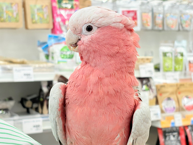 【動画更新🪄】ずっしりもっちりもちもちモモちゃん🍑💖モモイロインコ(ノーマル) 男の子