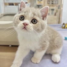 可愛さで魅了しちゃうゾ♡ブリティッシュショートヘアくん！