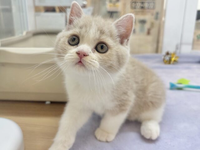可愛さで魅了しちゃうゾ♡ブリティッシュショートヘアくん！