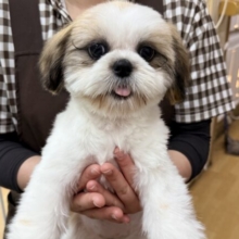 最新画像になります☆お嬢様降臨💫愛の突進は突きぬける🩷甘々なシーズーの女のコきました💫