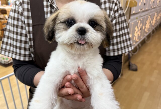 最新画像になります☆お嬢様降臨💫愛の突進は突きぬける🩷甘々なシーズーの女のコきました💫