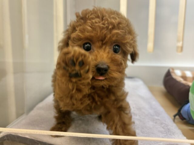 あたちから離れないでぇ〜！！トイプードルちゃん！