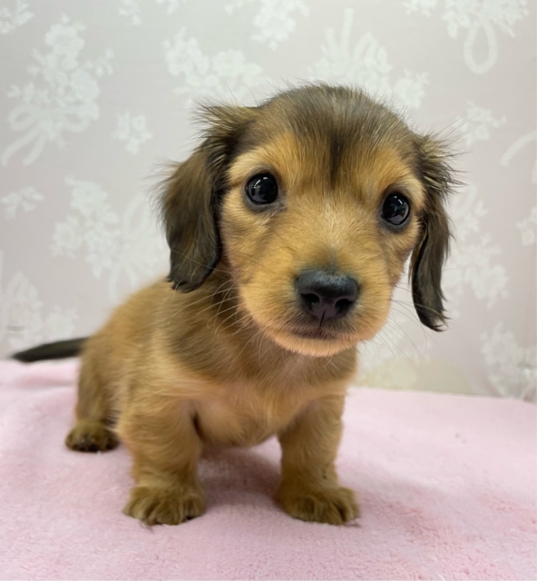 💗とっても甘えん坊ちゃん💗カニンヘンダックス(レッド)🍒‎女の子🍒‎2025年12月6日生まれ