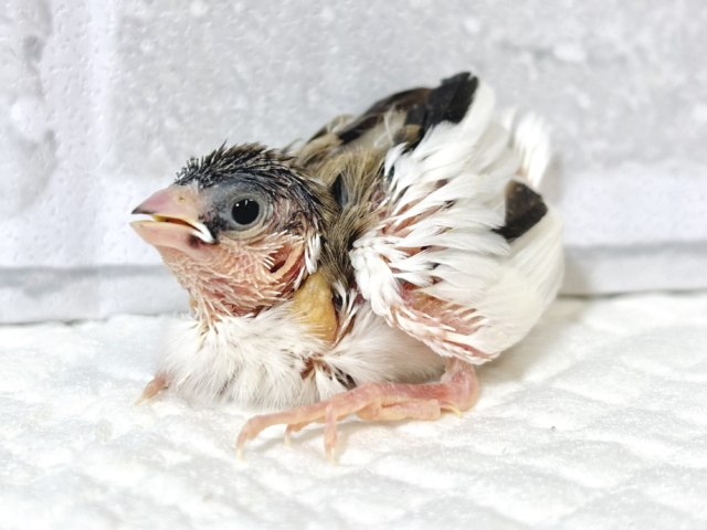 十姉妹 ヒナ 🐣🪶‪⟡.*