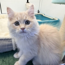 控えめな甘々男子❣️❣️あなたの甘え方にイチコロ〜スコティッシュフォールドの男のコきました🌟