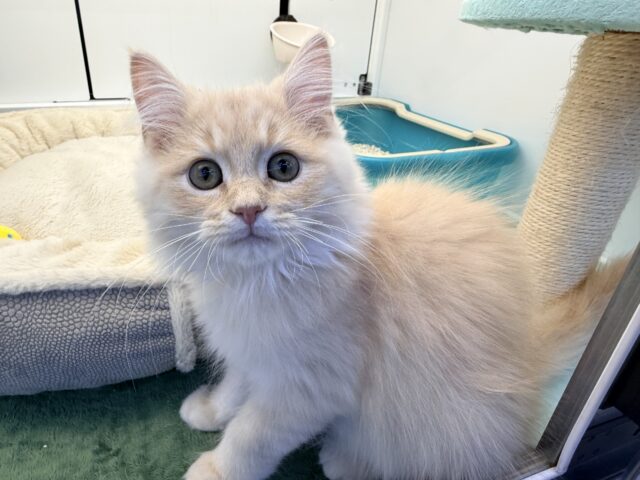 控えめな甘々男子❣️❣️あなたの甘え方にイチコロ〜スコティッシュフォールドの男のコきました🌟