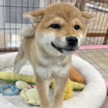自前の翼で飛べちゃいそう♥柴犬ちゃん！