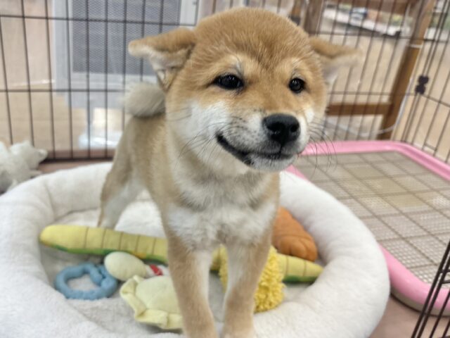 自前の翼で飛べちゃいそう♥柴犬ちゃん！