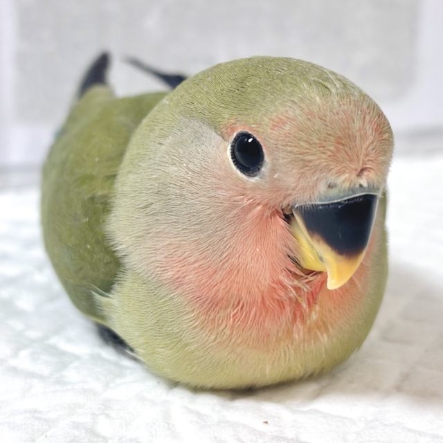 コザクラインコ ノーマル ⛰️🌿‬🍁