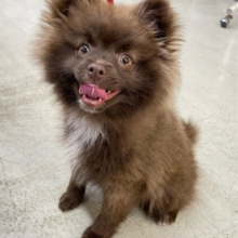 🐻ྀིくま登場✨️ポメラニアン(チョコ＆ホワイト)🍫💭男の子💙2025年10月4日生まれ