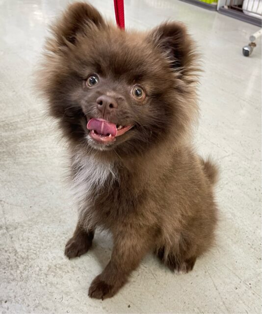🐻ྀིくま登場✨️ポメラニアン(チョコ＆ホワイト)🍫💭男の子💙2025年10月4日生まれ