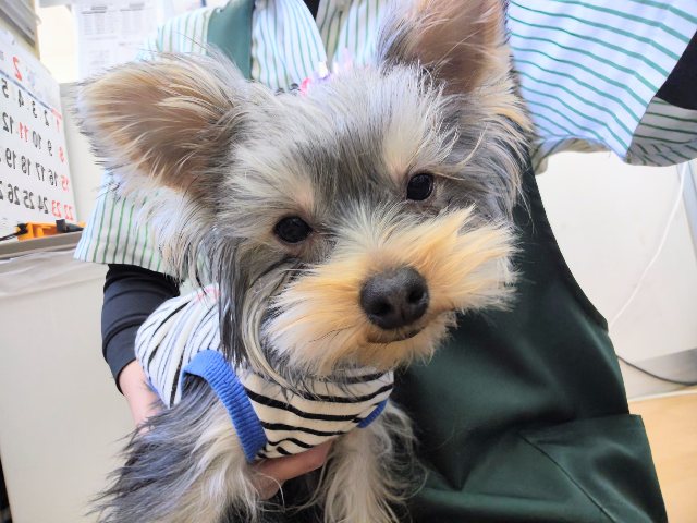 最新画像になります☆しずかに戦います🌟いつでも全力なヨークシャーテリアの男のコ🐾