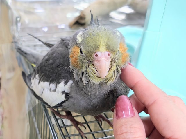 最新画像更新✨甘えん坊すぎてごめんなさい♡かわいすぎる！！オカメインコのヒナ(ノーマル)❤️