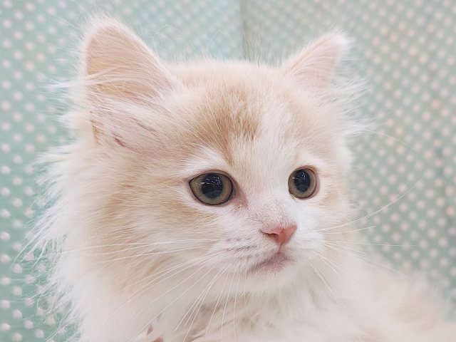 ごろにゃ〜ごろにゃ〜が止まらない︎🐱💕︎︎甘ったれサイベリアン君入荷しました❤️