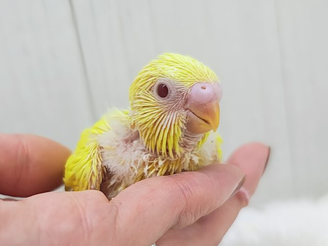 わた毛たっくさんのもふもふセキセイインコさん(ルチノー)入荷しました❤️