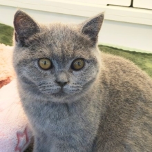 最新画像更新✨あたちの誘惑に勝てるかなぁ💓たくさん甘えちゃうのぉ〜❤️人大好きなブリティッシュショートヘアの女のコきました✨️