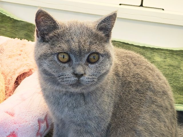 最新画像更新✨あたちの誘惑に勝てるかなぁ💓たくさん甘えちゃうのぉ〜❤️人大好きなブリティッシュショートヘアの女のコきました✨️