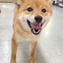 💖お散歩大好き💖豆柴犬(赤)❤️女の子💖2025年6月28日生まれ