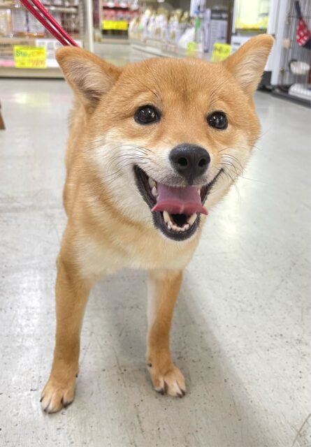 💖お散歩大好き💖豆柴犬(赤)❤️女の子💖2025年6月28日生まれ