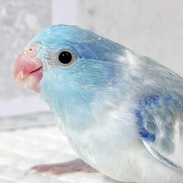 マメルリハ ミディアムパイドブルー 男の子 💙🦋.*˚