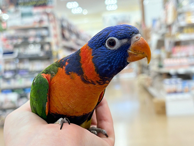 【最新画像更新🪄ひとり餌・カゴデビューしました‪☆】ハッピー！ラッキー！！キラキラバード🦜🪅ゴシキセイガイインコ ヒナ