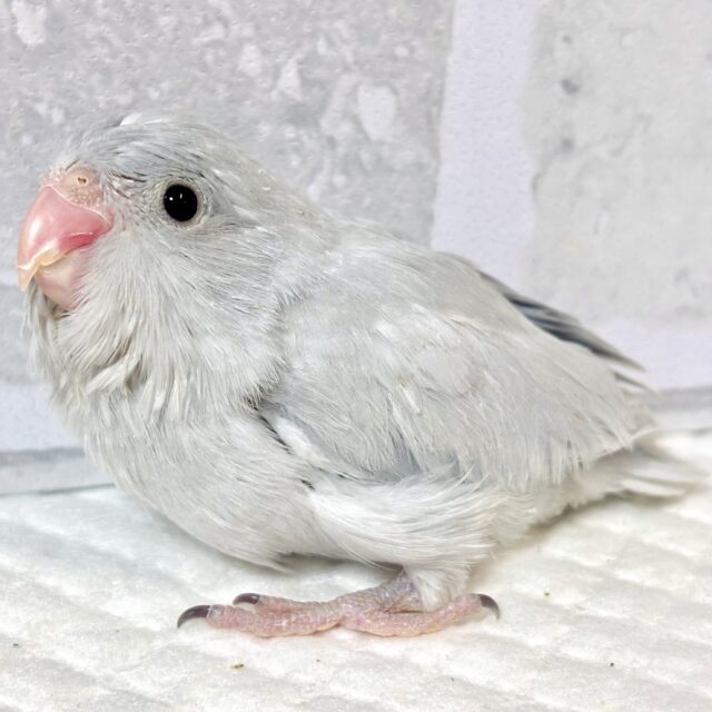 マメルリハ ダイリュートモーブ 男の子 💐･.｡*･.｡*