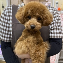 だって嬉しくてたまらないの💗💗しっぽフリフリとまらんですぅ💛トイプードルの男のコきました〜❣️