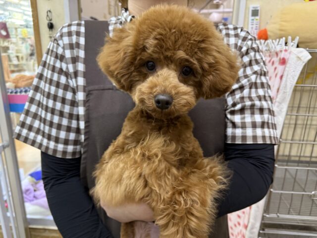 だって嬉しくてたまらないの💗💗しっぽフリフリとまらんですぅ💛トイプードルの男のコきました〜❣️