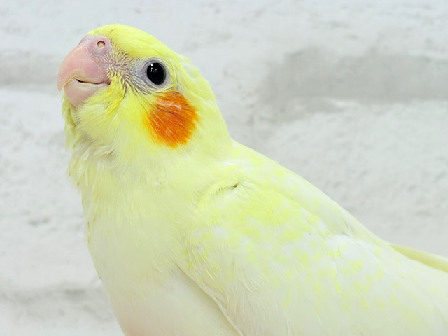 【最新画像更新🪄】もっこ〜りふわふわちゃん🐣🫧オカメインコ(ルチノーパール) ヒナ