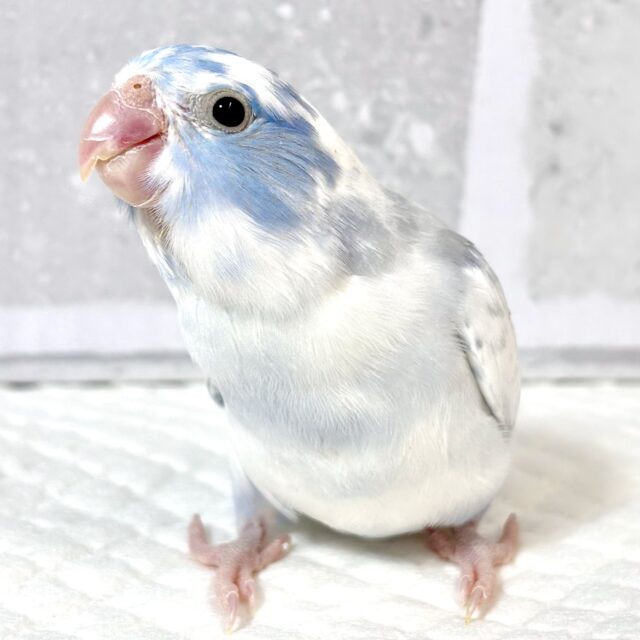 マメルリハ 超ヘビーパイドコバルト 男の子 🩵✨.ﾟ･*