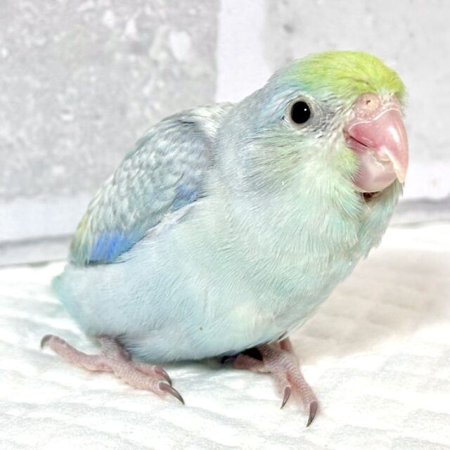 マメルリハ ターコイズEUダイリュートブルー 男の子 🍏️🩵‎🤍⟡.*