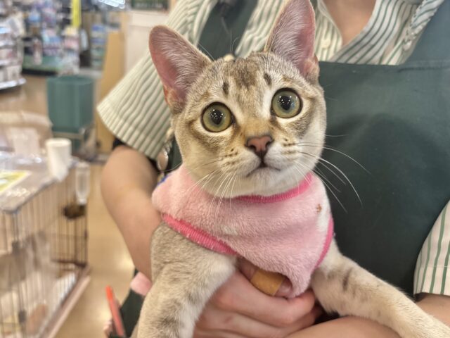 甘々タイムの破壊力が凄まじい♥シンガプーラくん！