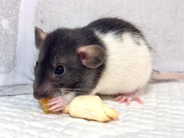 ファンシーラット 白×黒 男の子 ‎🤍🐭🖤⟡.·