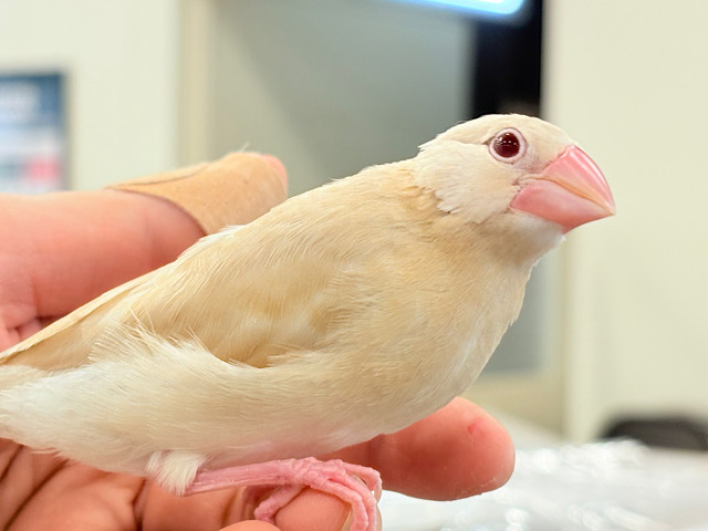 【最新画像更新🪄】ホットひと息ミルクティ☕️｡oOクリーム添え🐣🍼シナモン文鳥 ヒナ