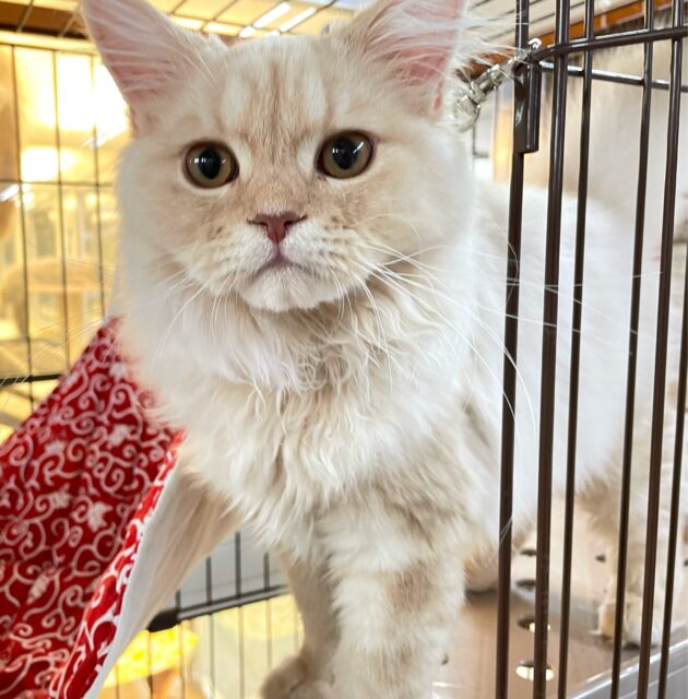 ✨美形男子✨ラガマフィン(クリームタビー)🍨男の子💙2025年10月10日生まれ