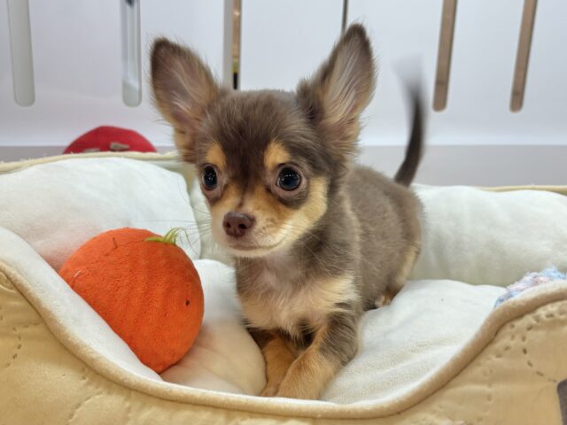 超ホヤホヤ最新画像✨お腹の大サービスしちゃうもん♡チワワくん！