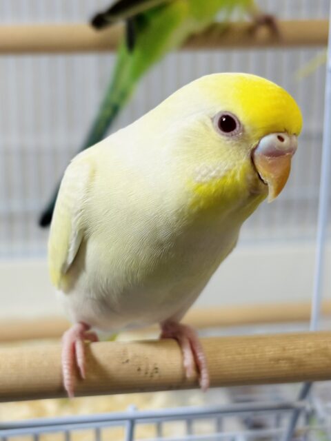 セキセイインコ クリーム系 💜🍨🍋 .*゜