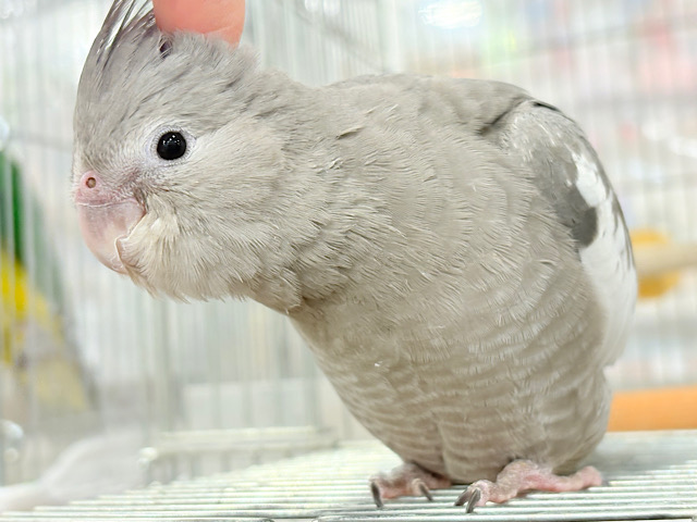 【最新画像・動画更新🪄ひとり餌になりました‪☆】今は可愛い恐竜さん🐣おとなになったらかっこいい恐竜さん🐥オカメインコ(ホワイトフェイス) ヒナ